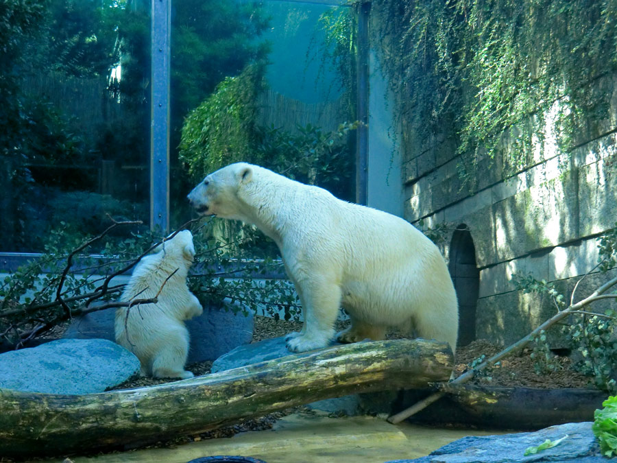 Eisbärjungtier Anori und Eisbärin VILMA am 21. Juli 2012 im Wuppertaler Zoo