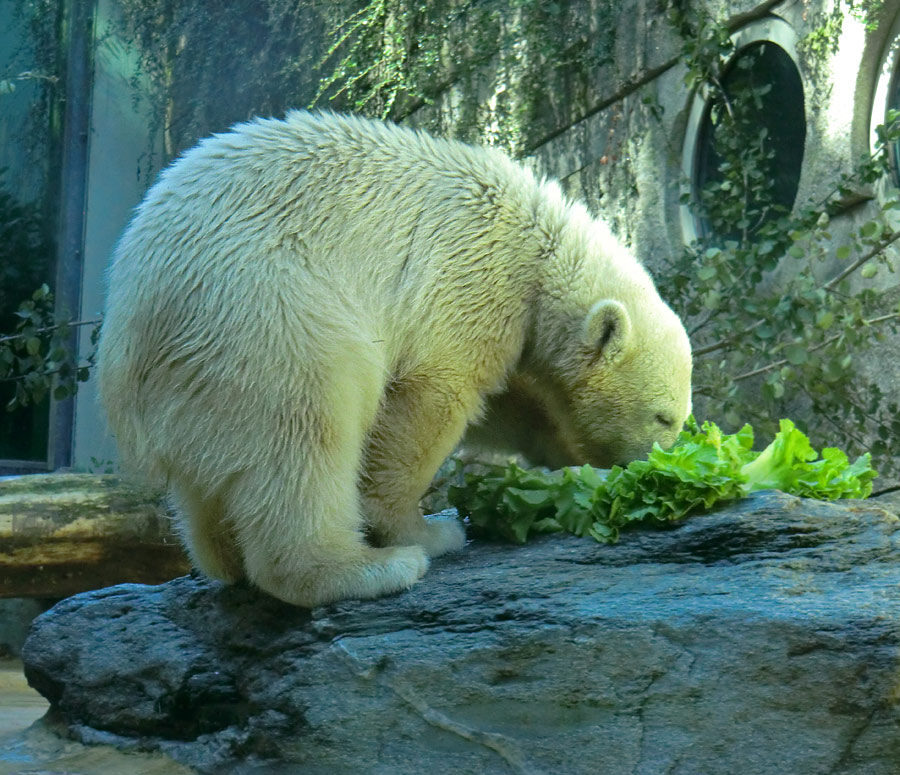 Eisbärin VILMA am 21. Juli 2012 im Zoo Wuppertal