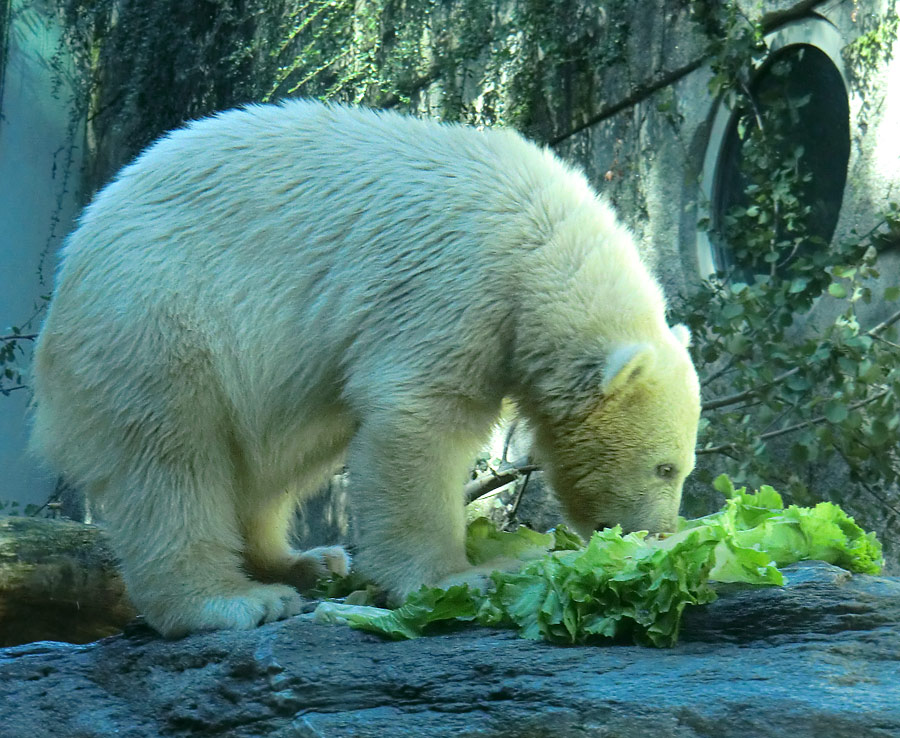 Eisbärin VILMA am 21. Juli 2012 im Zoologischen Garten Wuppertal