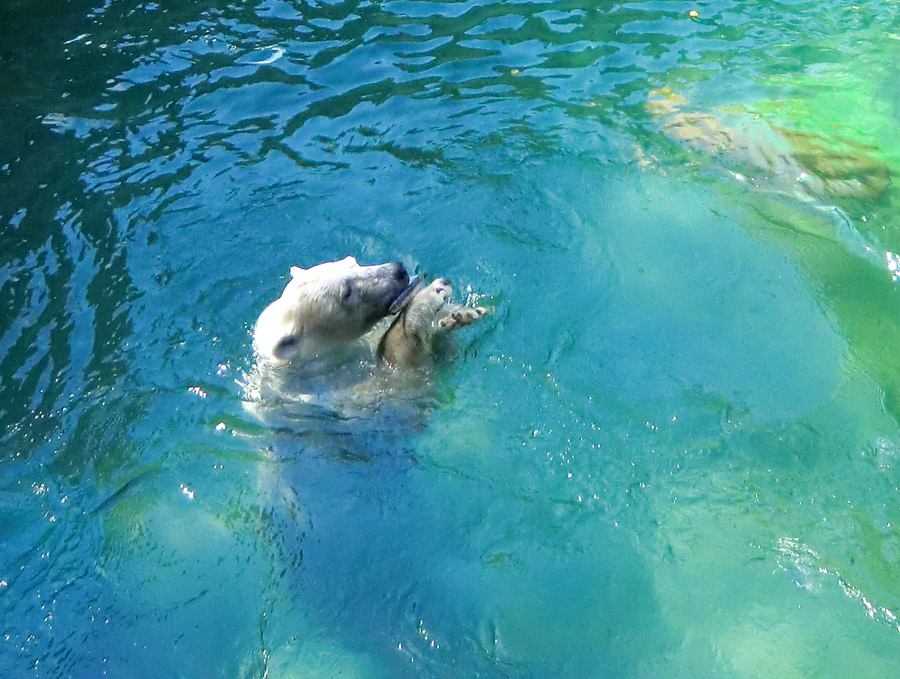 Eisbärin VILMA am 23. Juli 2012 im Zoologischen Garten Wuppertal