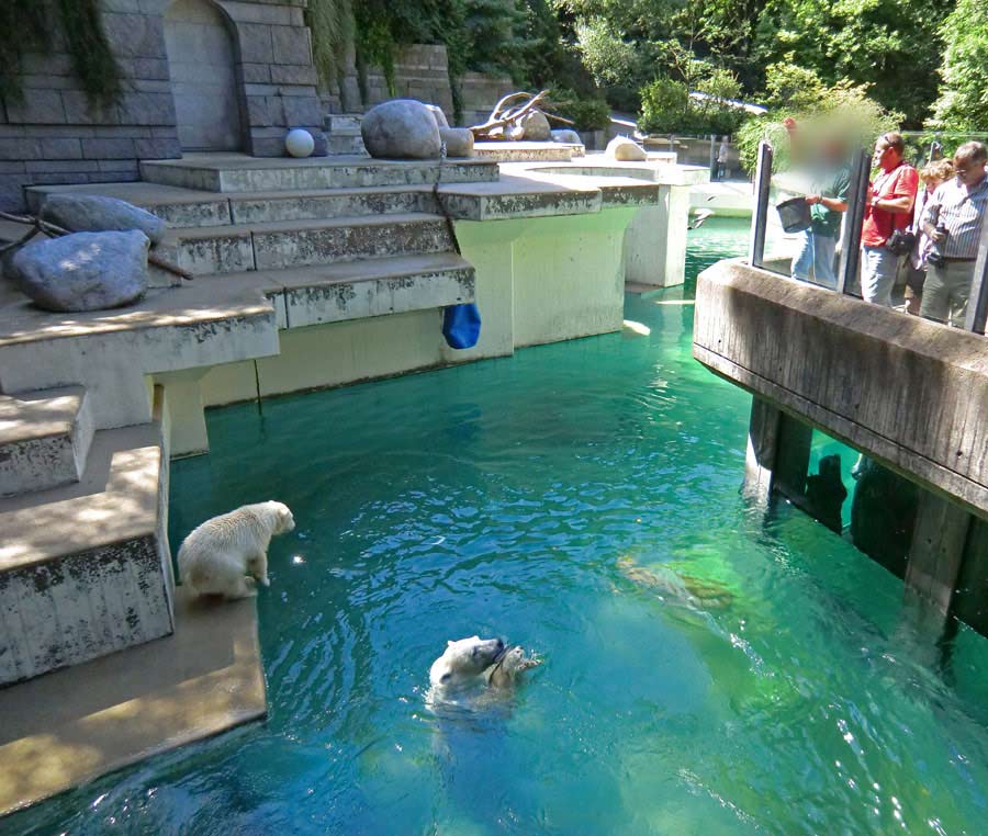 Eisbärjungtier ANORI und Eisbärin VILMA am 23. Juli 2012 im Zoo Wuppertal