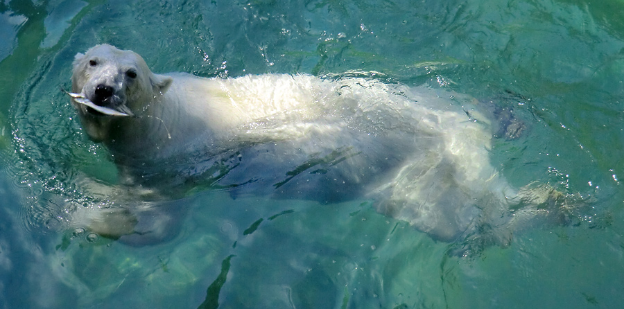 Eisbärin VILMA am 23. Juli 2012 im Zoologischen Garten Wuppertal