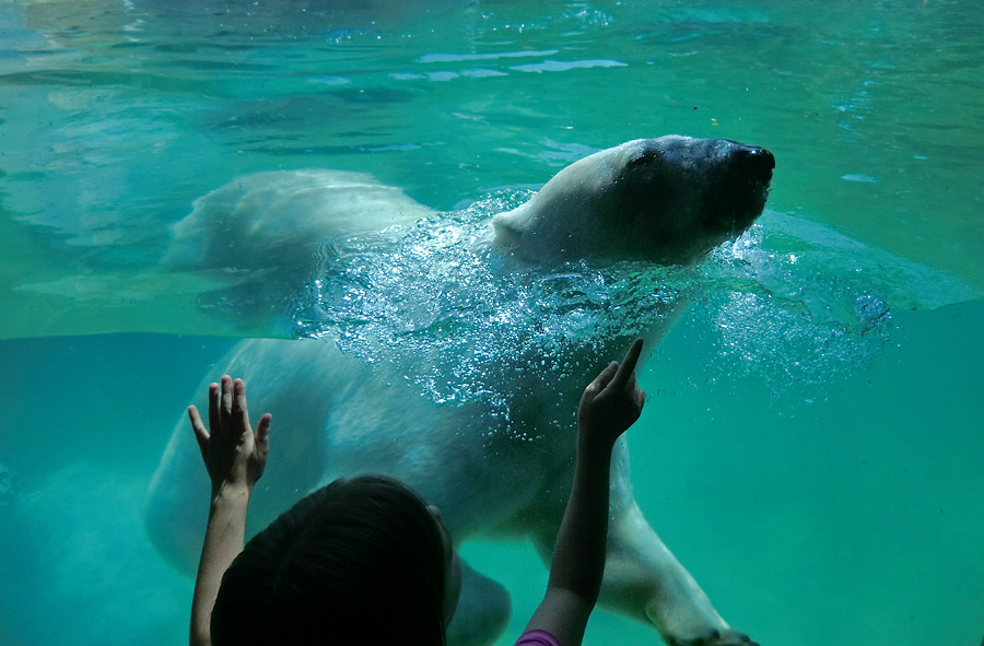 Eisbärin VILMA am 24. Juli 2012 im Zoologischen Garten Wuppertal