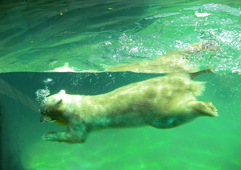 Eisbärjungtier ANORI am 24. Juli 2012 im Zoo Wuppertal