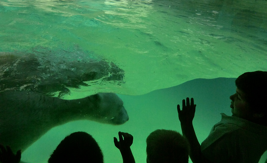 Eisbärin VILMA am 24. Juli 2012 im Wuppertaler Zoo