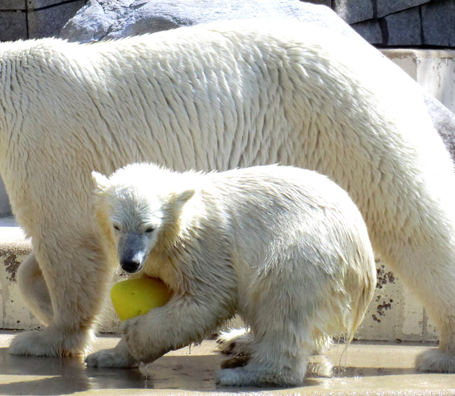 Eisbärjungtier ANORI am 24. Juli 2012 im Zoologischen Garten Wuppertal