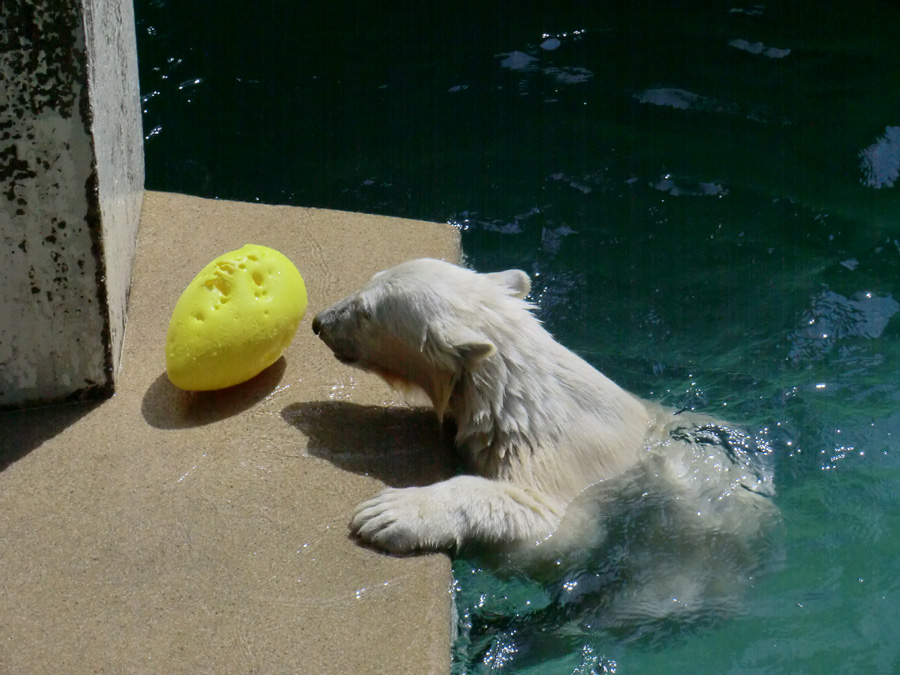 Eisbärjungtier ANORI am 24. Juli 2012 im Wuppertaler Zoo