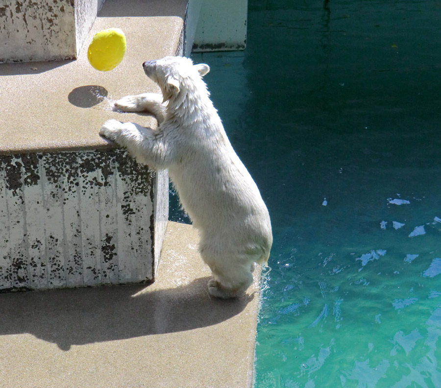 Eisbärjungtier ANORI am 24. Juli 2012 im Zoologischen Garten Wuppertal