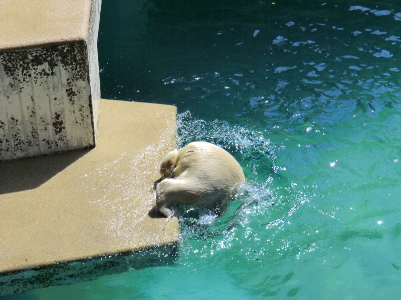 Eisbärjungtier ANORI am 24. Juli 2012 im Zoo Wuppertal