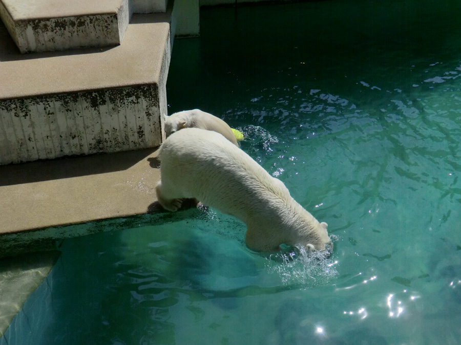 Eisbärin VILMA und Eisbärjungtier ANORI am 24. Juli 2012 im Zoologischen Garten Wuppertal