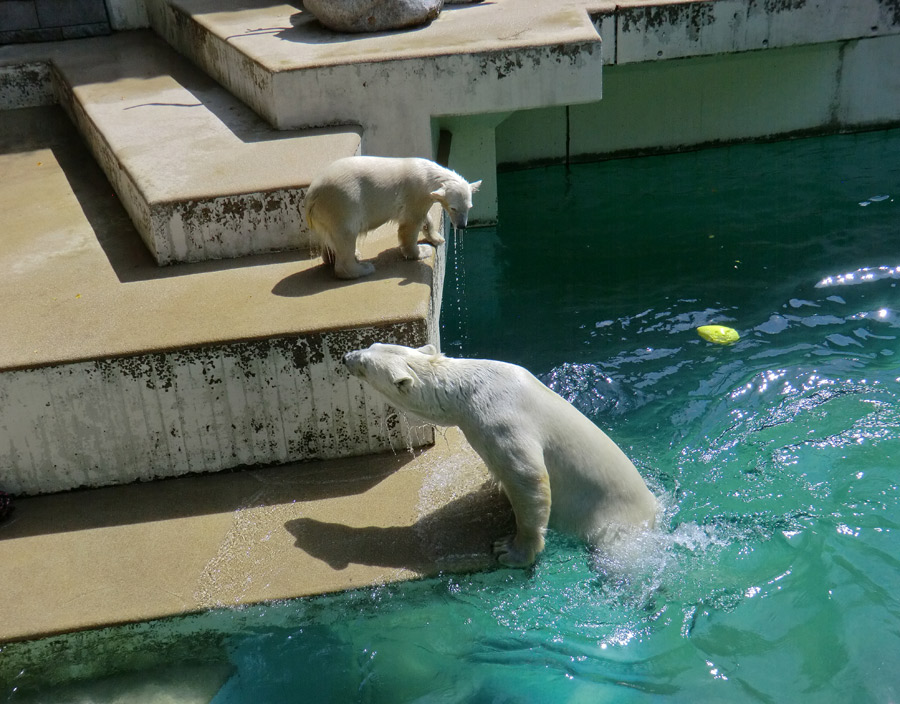 Eisbärin VILMA und Eisbärjungtier ANORI am 24. Juli 2012 im Wuppertaler Zoo