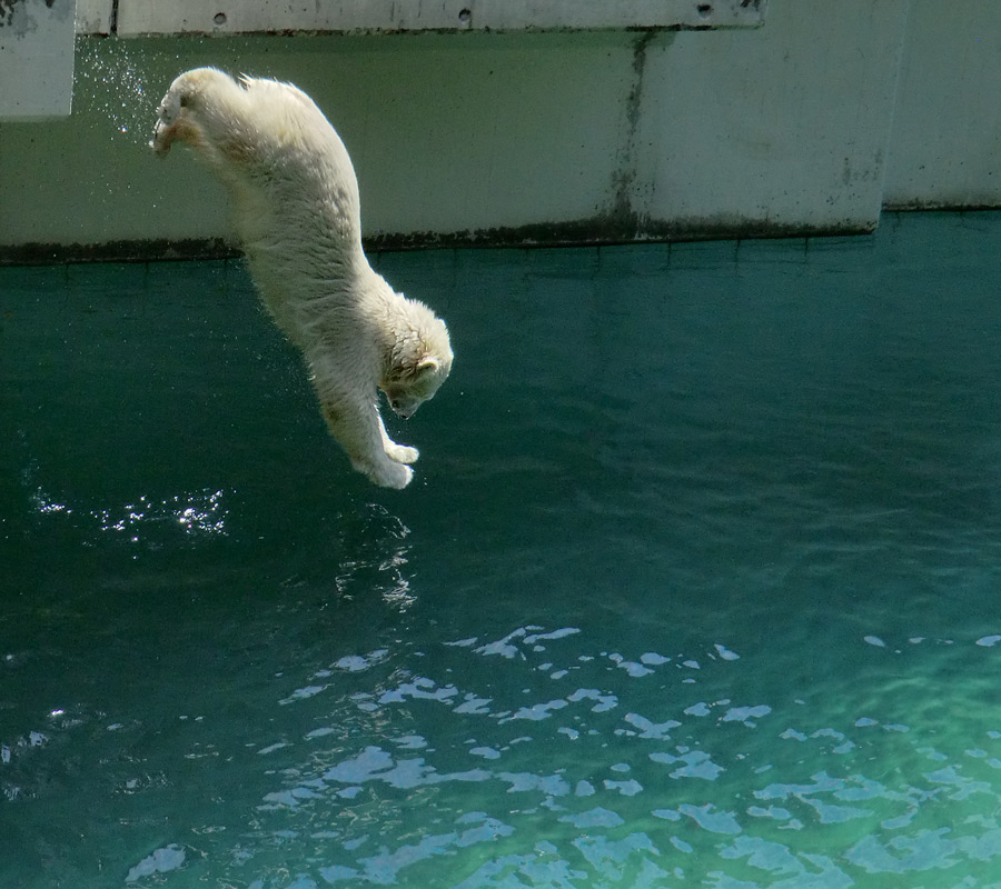 Eisbärjungtier ANORI am 24. Juli 2012 im Wuppertaler Zoo