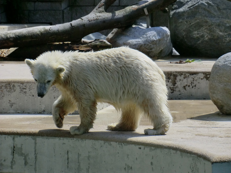 Eisbärjungtier ANORI am 24. Juli 2012 im Zoologischen Garten Wuppertal