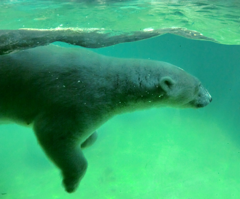 Eisbärin VILMA am 25. Juli 2012 im Wuppertaler Zoo