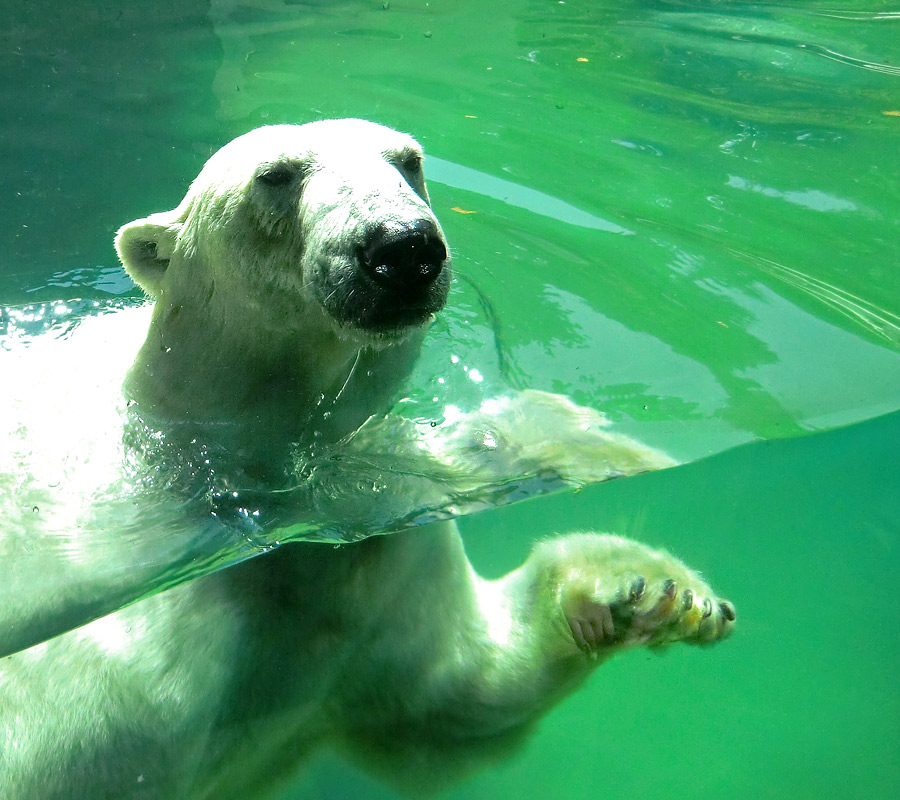 Eisbärin VILMA am 25. Juli 2012 im Zoologischen Garten Wuppertal