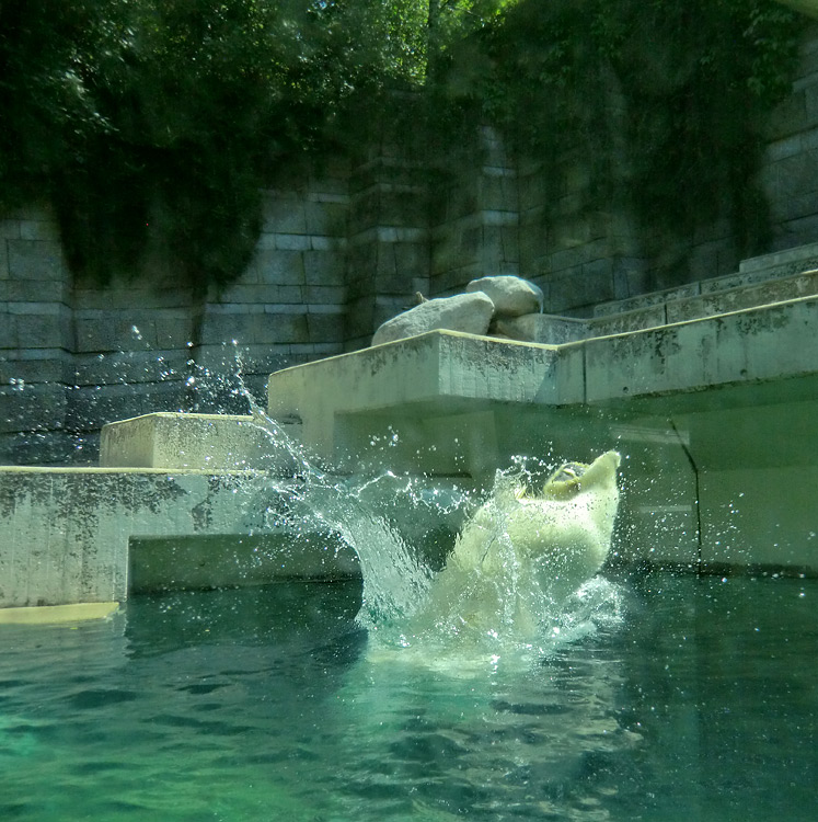 Eisbärin VILMA am 25. Juli 2012 im Zoologischen Garten Wuppertal