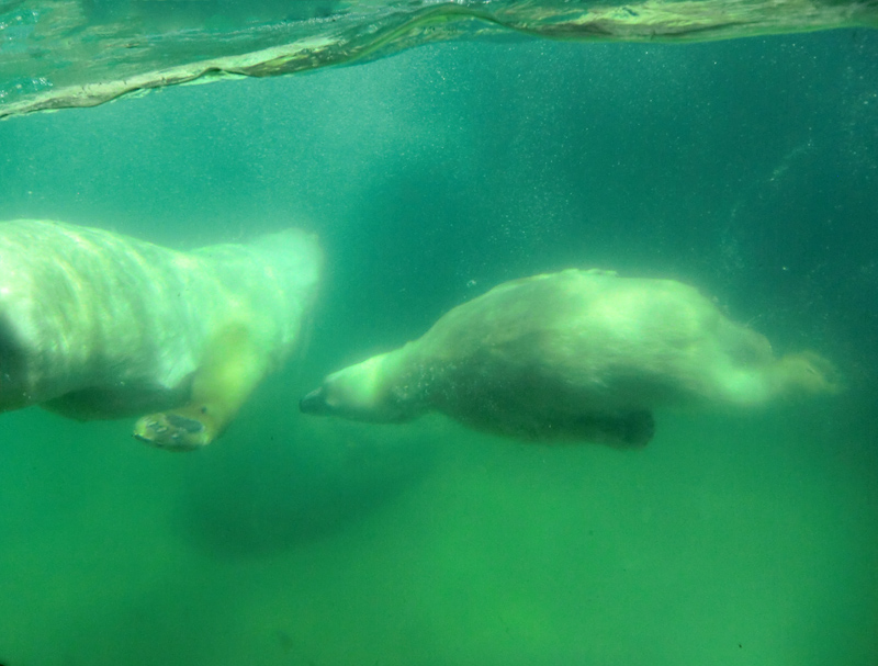 Eisbärin VILMA und Eisbärjungtier ANORI am 25. Juli 2012 im Zoo Wuppertal