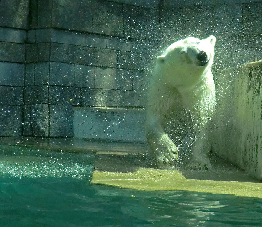 Eisbärin VILMA am 25. Juli 2012 im Zoo Wuppertal