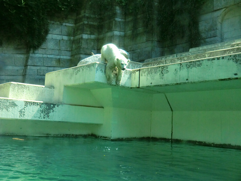 Eisbärjungtier ANORI am 25. Juli 2012 im Zoologischen Garten Wuppertal