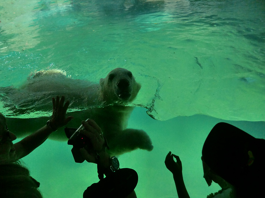 Eisbärjungtier ANORI am 25. Juli 2012 im Wuppertaler Zoo