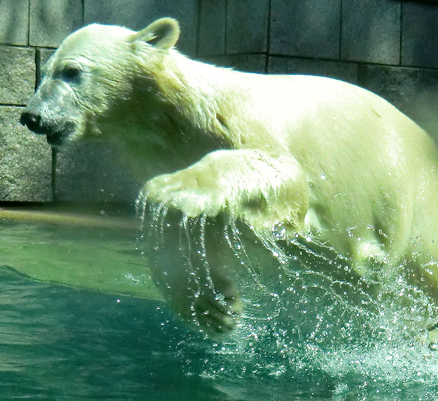 Eisbärjungtier ANORI am 25. Juli 2012 im Zoo Wuppertal