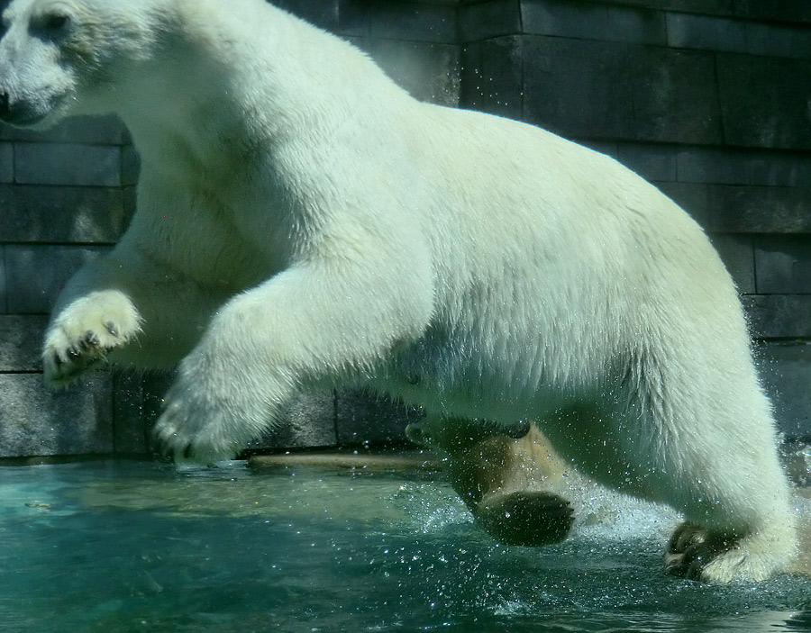 Eisbärin VILMA am 25. Juli 2012 im Zoo Wuppertal