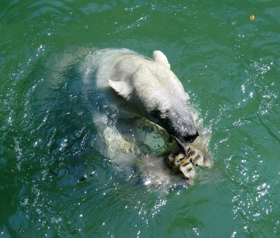 Eisbärin VILMA am 26. Juli 2012 im Zoo Wuppertal