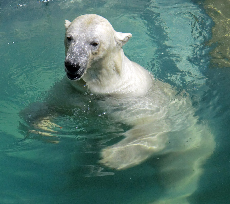 Eisbärin VILMA am 26. Juli 2012 im Zoologischen Garten Wuppertal