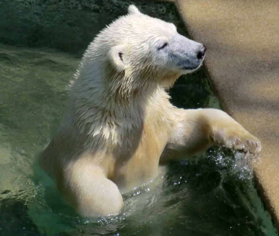 Eisbärjungtier ANORI am 26. Juli 2012 im Zoologischen Garten Wuppertal