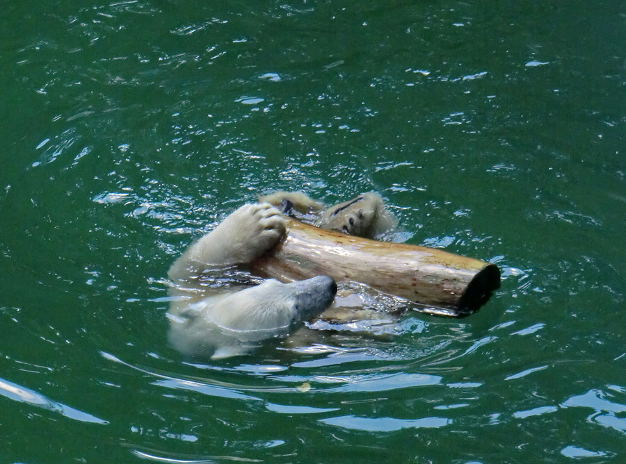 Eisbärjungtier ANORI am 26. Juli 2012 im Wuppertaler Zoo