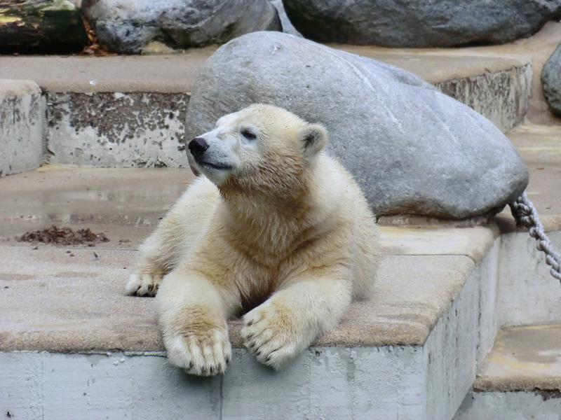 Eisbärjungtier ANORI am 28. Juli 2012 im Zoo Wuppertal