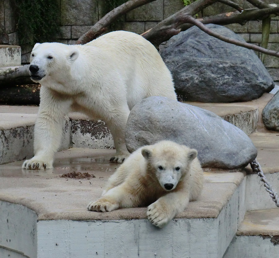 Eisbärjungtier ANORI und Eisbärin VILMA am 28. Juli 2012 im Zoologischen Garten Wuppertal