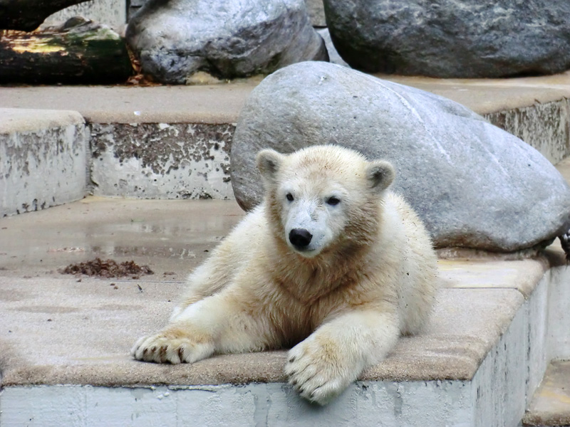 Eisbärjungtier ANORI am 28. Juli 2012 im Wuppertaler Zoo