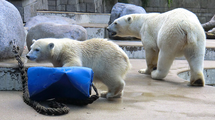 Eisbärjungtier ANORI und Eisbärin VILMA am 29. Juli 2012 im Zoo Wuppertal