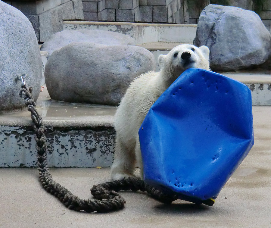 Eisbärjungtier ANORI am 29. Juli 2012 im Zoologischen Garten Wuppertal