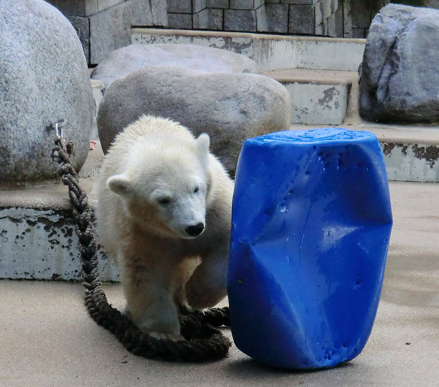 Eisbärjungtier ANORI am 29. Juli 2012 im Zoologischen Garten Wuppertal