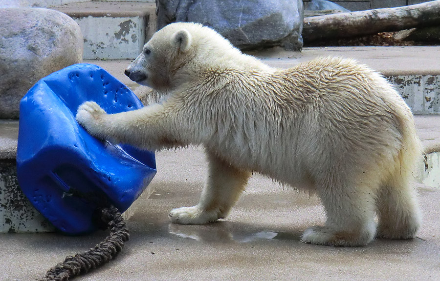 Eisbärjungtier ANORI am 29. Juli 2012 im Zoologischen Garten Wuppertal