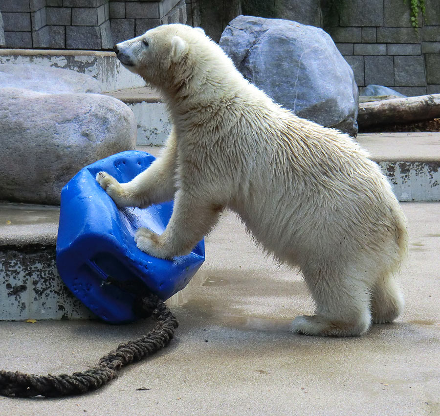 Eisbärjungtier ANORI am 29. Juli 2012 im Wuppertaler Zoo