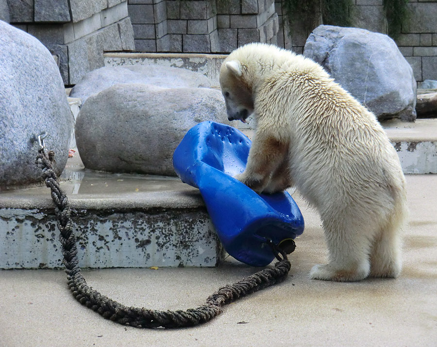 Eisbärjungtier ANORI am 29. Juli 2012 im Zoologischen Garten Wuppertal