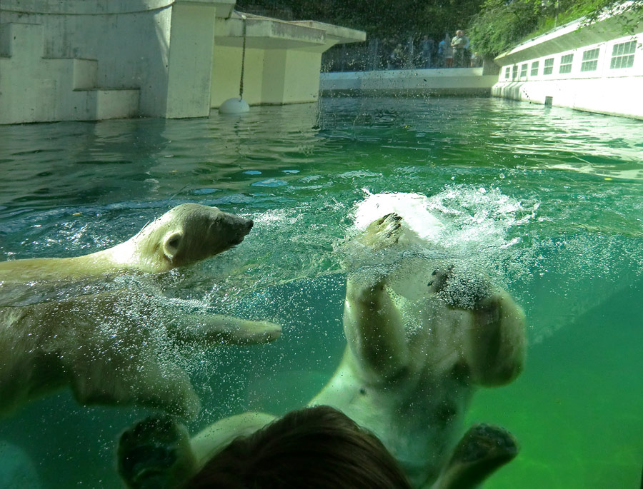 Eisbärjungtier ANORI und Eisbärin VILMA am 29. Juli 2012 im Zoo Wuppertal