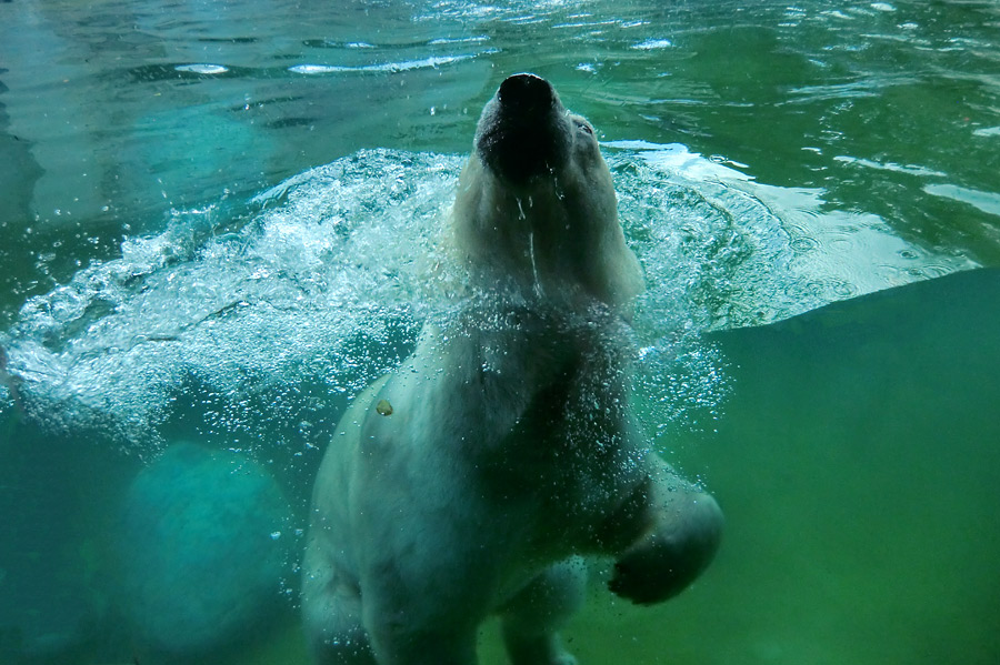 Eisbärin VILMA am 29. Juli 2012 im Zoologischen Garten Wuppertal