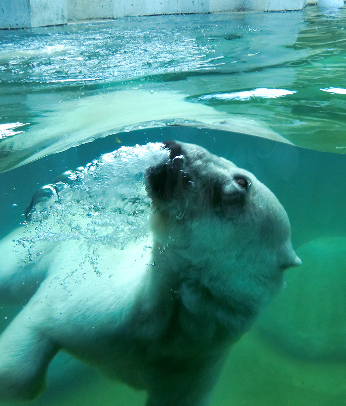 Eisbärin VILMA am 29. Juli 2012 im Wuppertaler Zoo