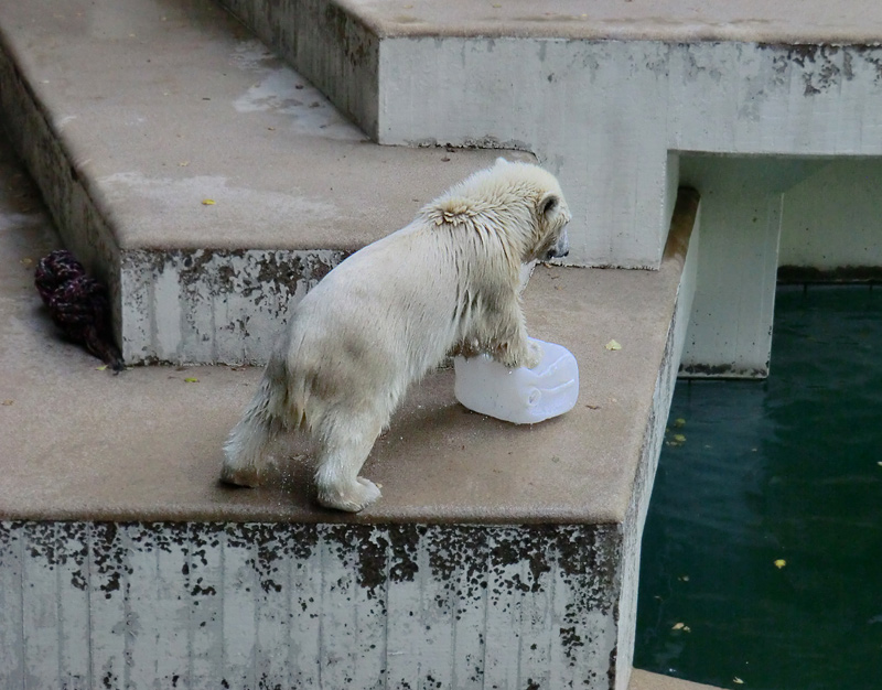 Eisbärjungtier ANORI am 29. Juli 2012 im Zoologischen Garten Wuppertal