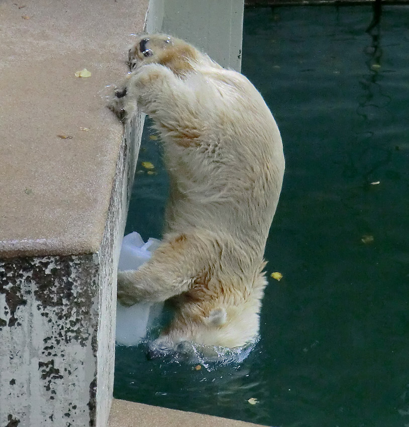 Eisbärjungtier ANORI am 29. Juli 2012 im Wuppertaler Zoo