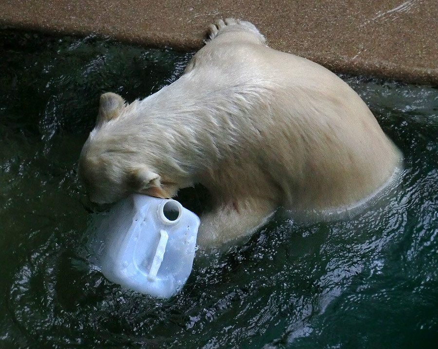 Eisbärjungtier ANORI am 29. Juli 2012 im Zoologischen Garten Wuppertal