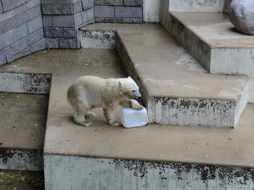 Eisbärjungtier ANORI am 29. Juli 2012 im Wuppertaler Zoo