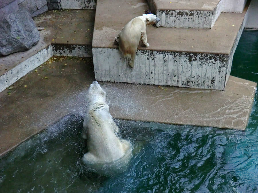 Eisbärin VILMA und Eisbärjungtier ANORI am 29. Juli 2012 im Wuppertaler Zoo