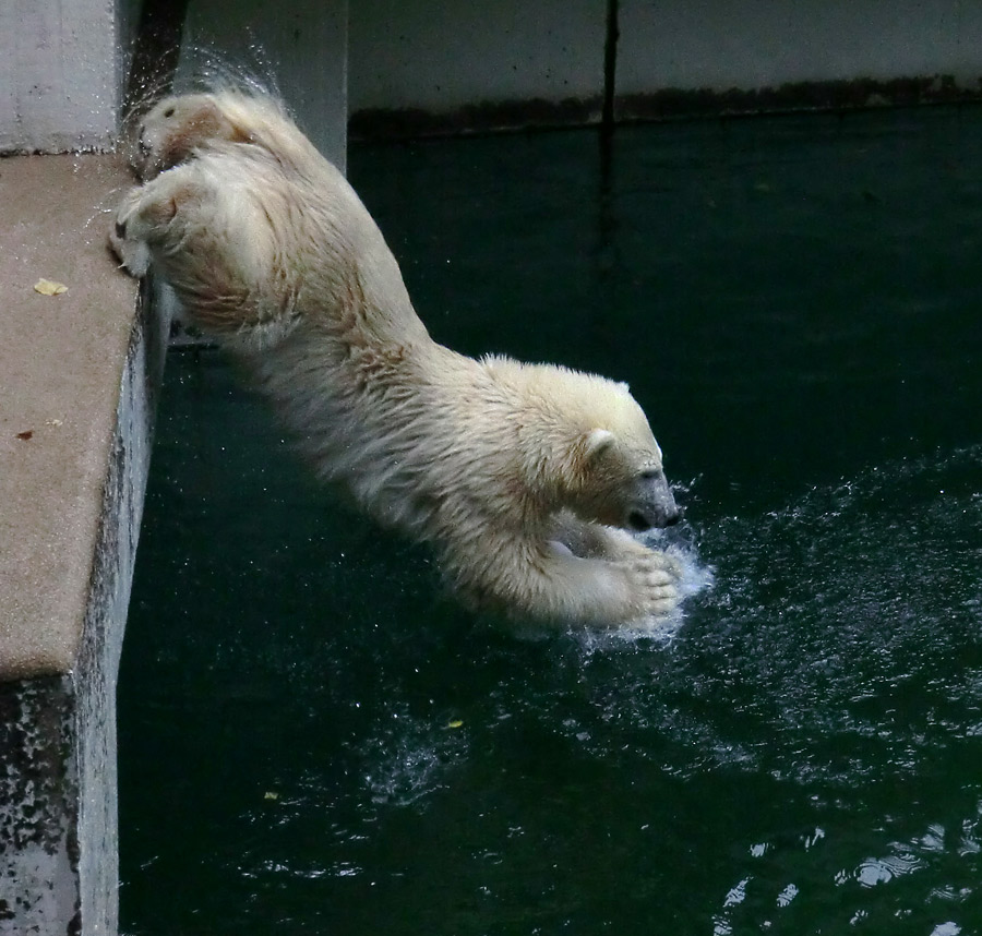 Eisbärjungtier ANORI am 29. Juli 2012 im Zoologischen Garten Wuppertal