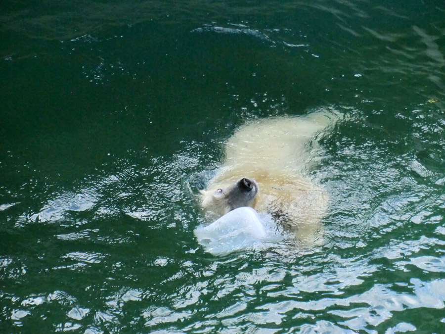 Eisbärjungtier ANORI am 29. Juli 2012 im Zoo Wuppertal