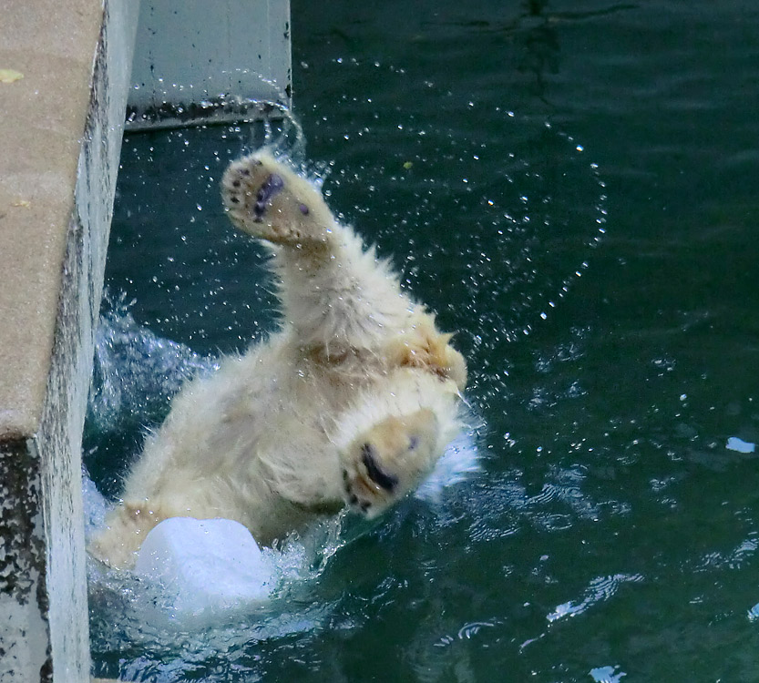 Eisbärjungtier ANORI am 29. Juli 2012 im Zoo Wuppertal